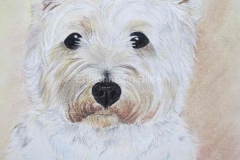 Arbeiten_auf_Papier-Pastellkreide-Hund-30x40cm-2