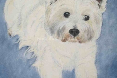 Arbeiten_auf_Papier-Pastellkreide-Hund-30x40cm